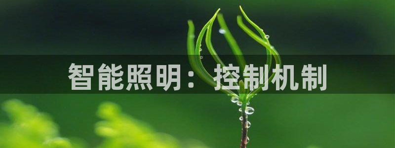 云顶小学国际班学费