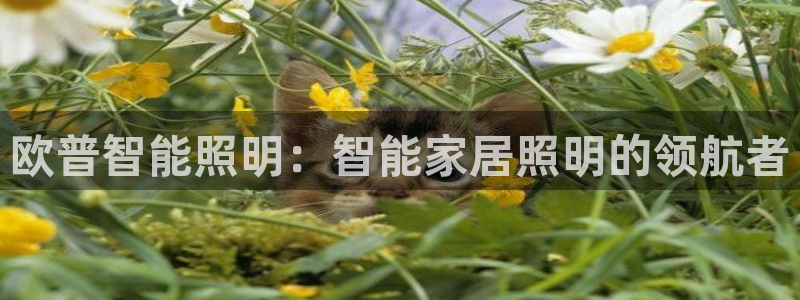 云顶国际装饰设计